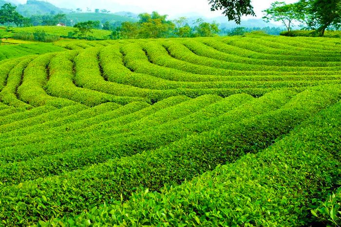 Đà Nẵng – Thành phố Đà Lạt – Đà Nẵng