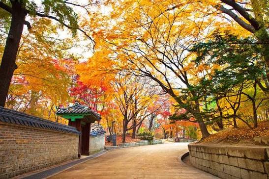 MÙA THU HÀN QUỐC (SEOUL – ĐẢO NAMI – EVERLAND – STARFILDE)